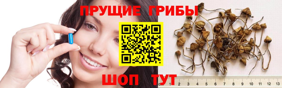 Псилоцибиновые грибы Cubensis  наркошоп  Корсаков  Вход с VPN 